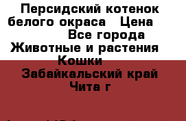 Персидский котенок белого окраса › Цена ­ 35 000 - Все города Животные и растения » Кошки   . Забайкальский край,Чита г.